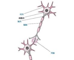 线性分类器与非线性分类器（三）：神经网络与单个神经元的实现